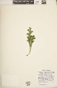 Dendrolycopodium hickeyi image