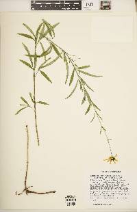 Coreopsis tripteris image