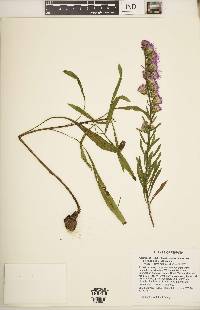 Liatris aspera var. intermedia image