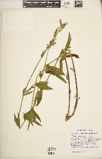 Silene stellata image