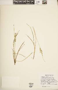 Carex aurea image