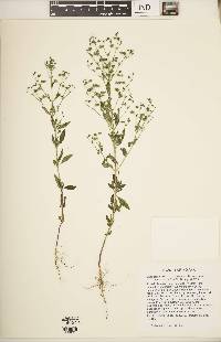 Trichostema dichotomum image