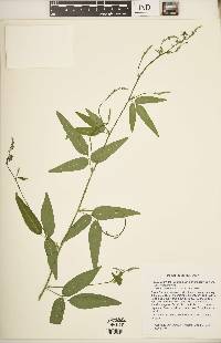 Desmodium paniculatum var. paniculatum image