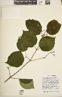 Viburnum molle image