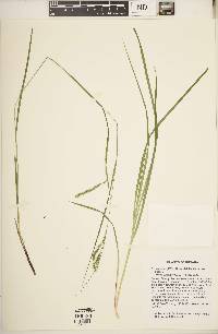 Carex debilis var. debilis image