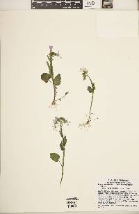 Cardamine douglassii image