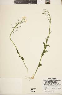 Cardamine bulbosa image