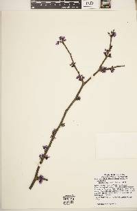 Cercis canadensis var. canadensis image