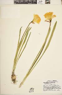 Narcissus pseudonarcissus image