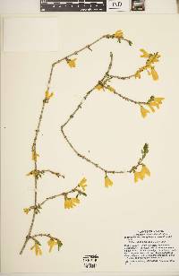 Forsythia suspensa image