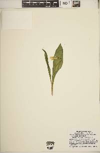 Erythronium americanum subsp. americanum image