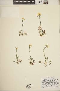 Corydalis flavula image