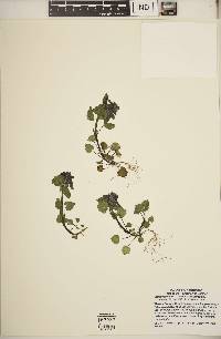 Lamium purpureum image