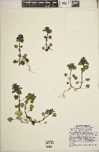 Lamium purpureum image