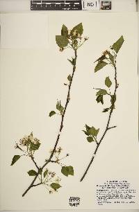 Pyrus calleryana image