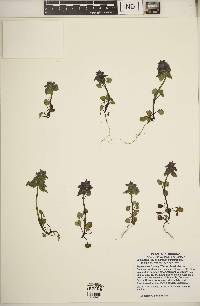 Lamium purpureum image