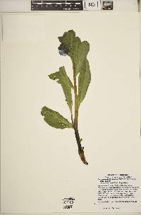 Mertensia virginica image