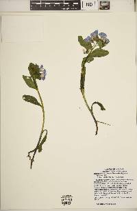 Mertensia virginica image