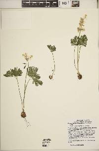 Dicentra cucullaria image