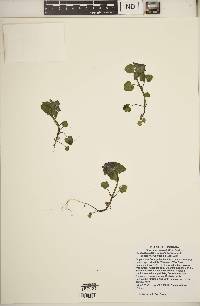 Lamium purpureum image