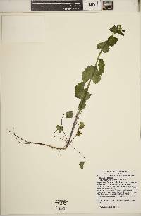 Alliaria petiolata image