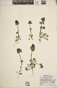 Lamium purpureum image