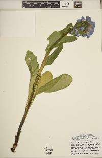 Mertensia virginica image