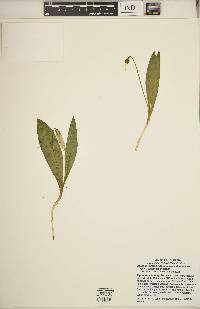 Erythronium americanum subsp. americanum image