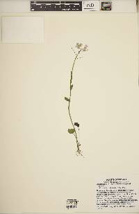 Cardamine douglassii image