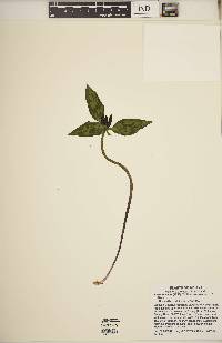 Trillium recurvatum image