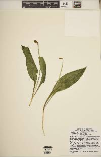 Erythronium americanum subsp. americanum image
