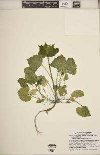 Alliaria petiolata image