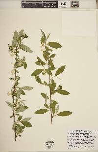 Elaeagnus umbellata image