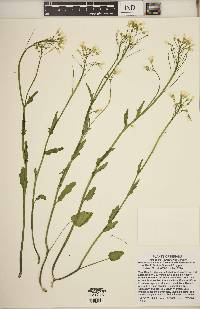 Cardamine bulbosa image