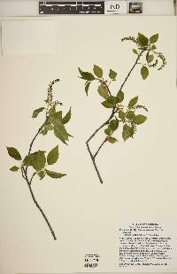Prunus serotina var. serotina image