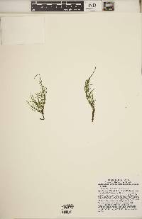Equisetum arvense subsp. arvense image
