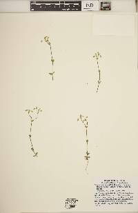 Cerastium fontanum subsp. vulgare image