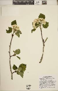 Crataegus mollis image