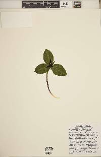Trillium sessile image