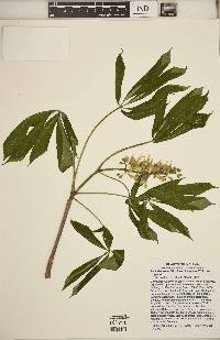 Aesculus glabra var. glabra image