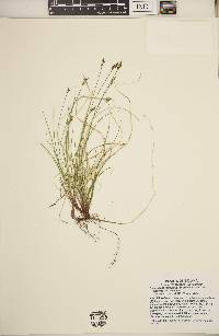 Carex albicans var. albicans image