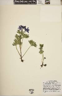 Delphinium tricorne image
