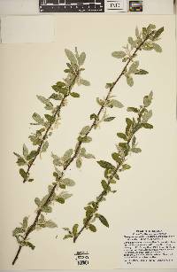 Elaeagnus umbellata image
