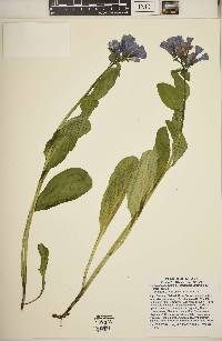 Mertensia virginica image