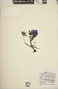 Delphinium tricorne image