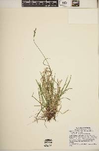 Carex albicans var. albicans image