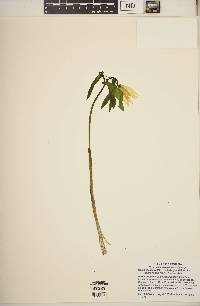 Uvularia grandiflora image