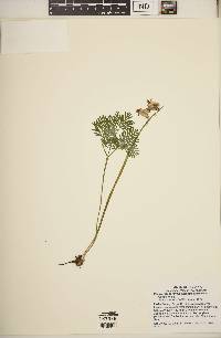 Dicentra canadensis image