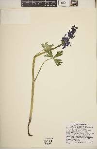 Delphinium tricorne image