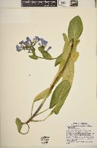 Mertensia virginica image